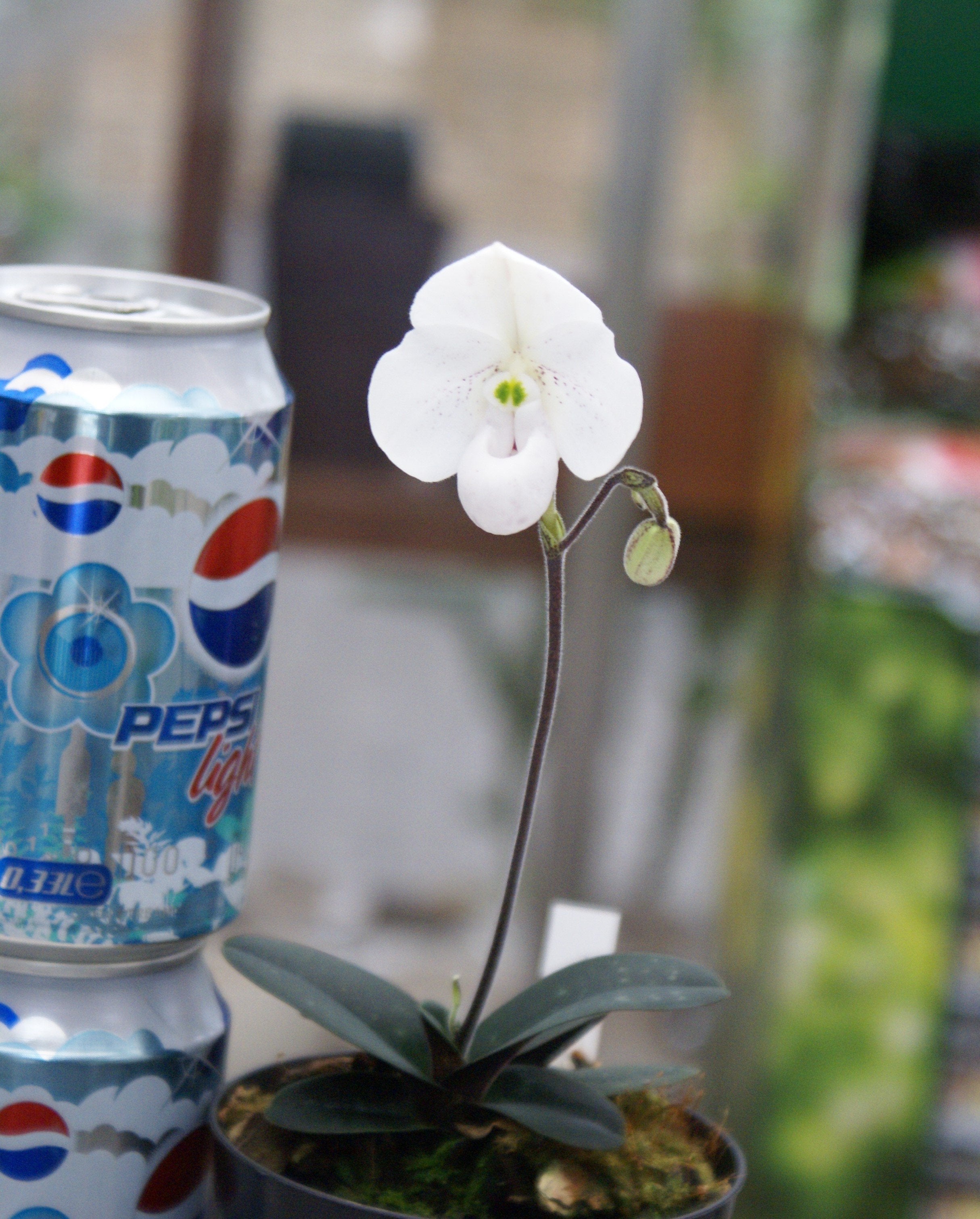 Paphiopedilum thaianum