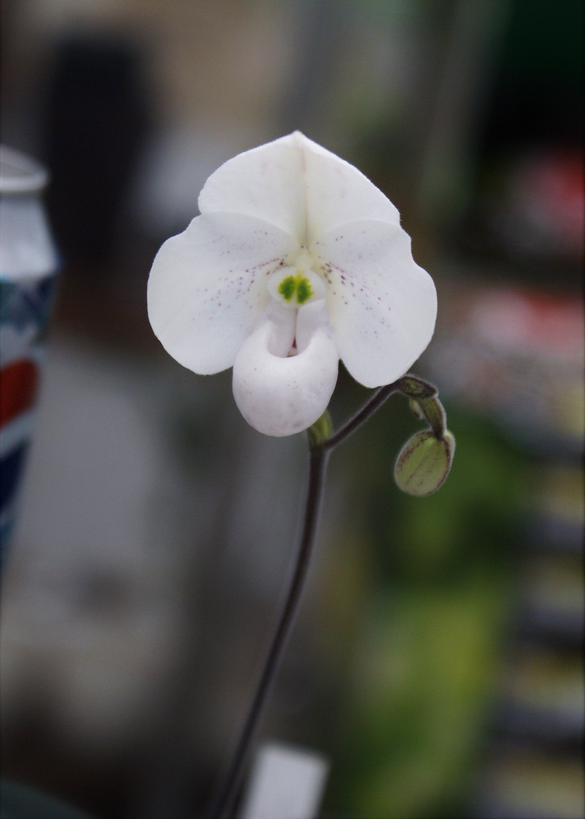 Paphiopedilum thaianum