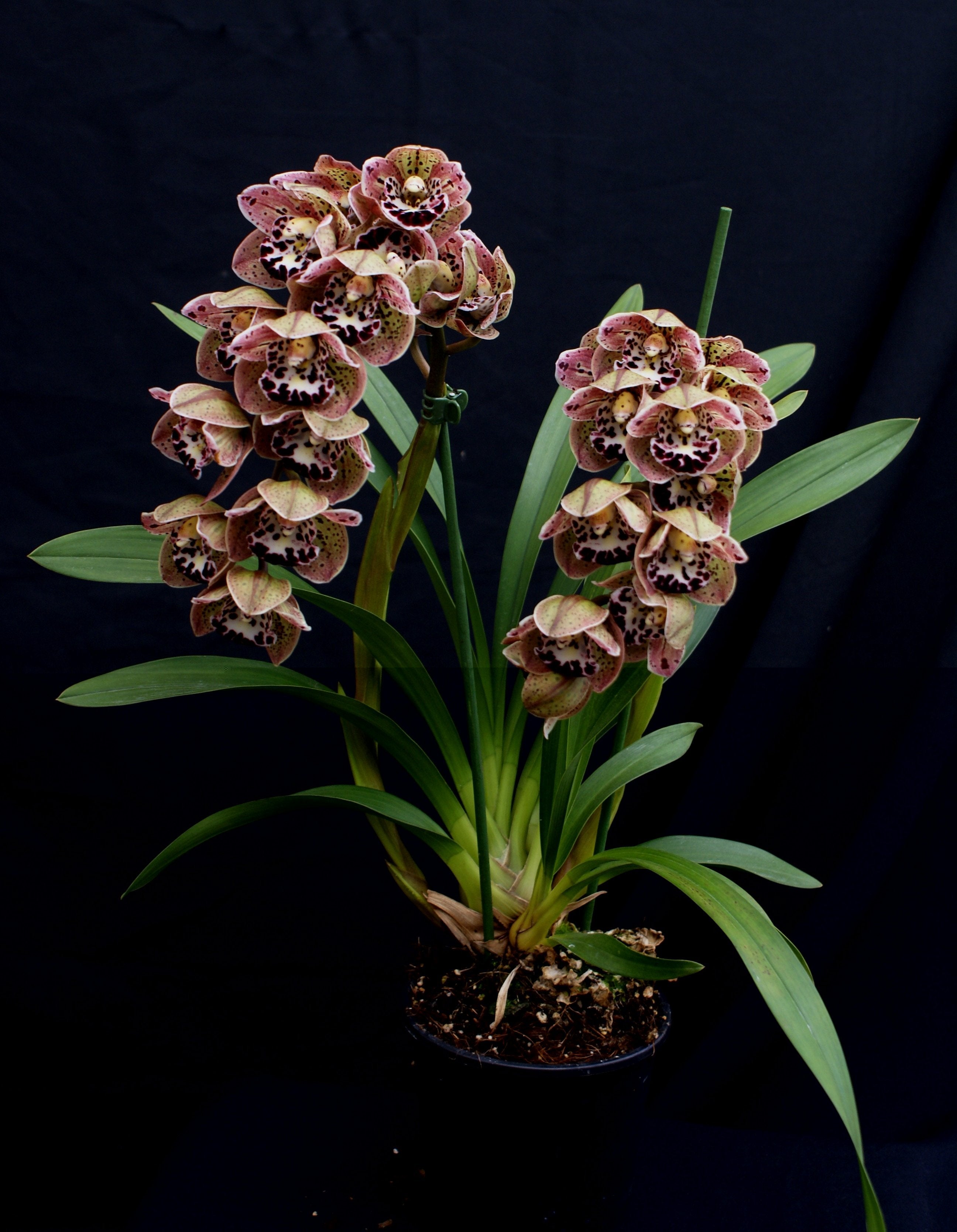 Cymbidium Vogel's Magic "Groß"