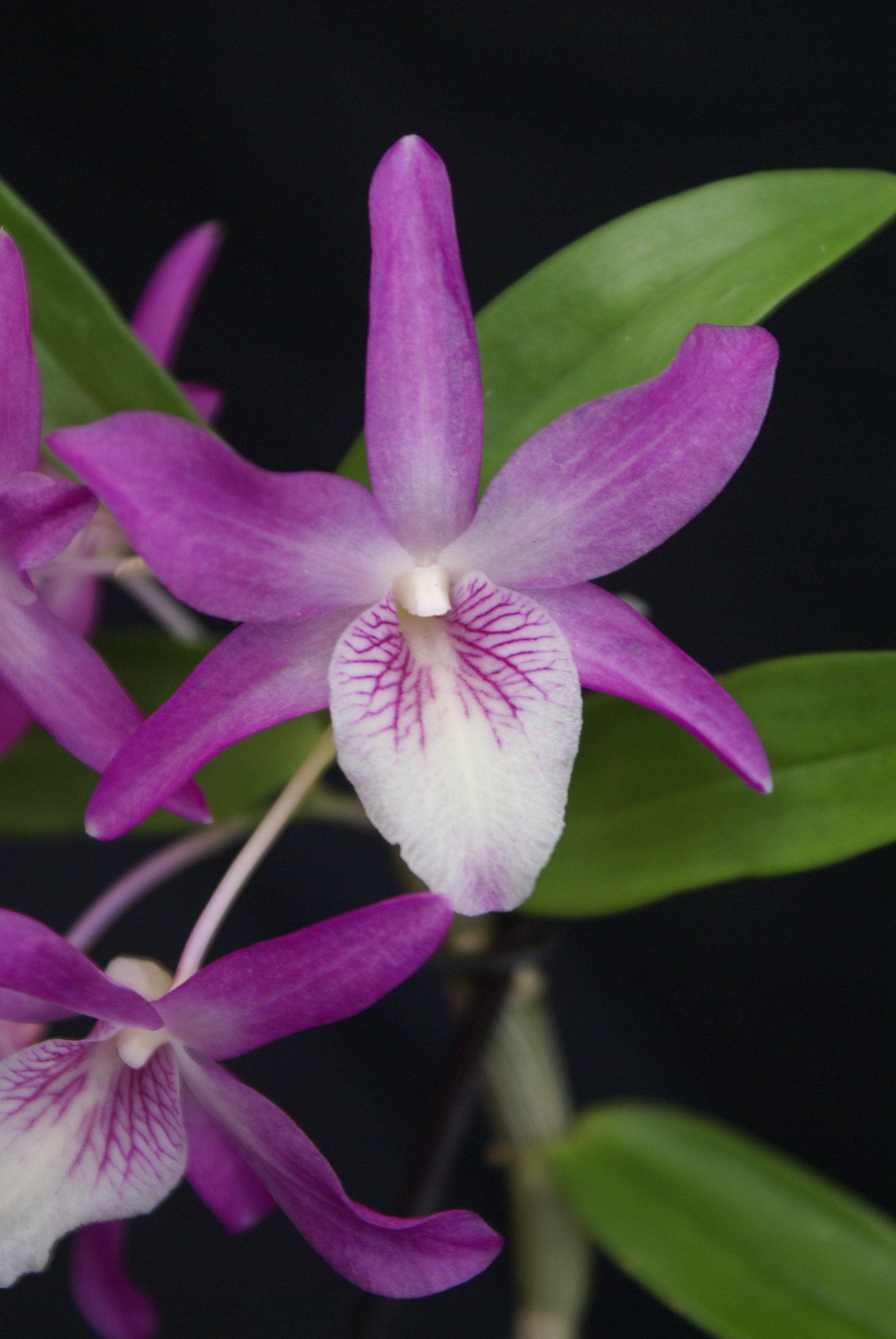 Dendrobium Rainbow Dance