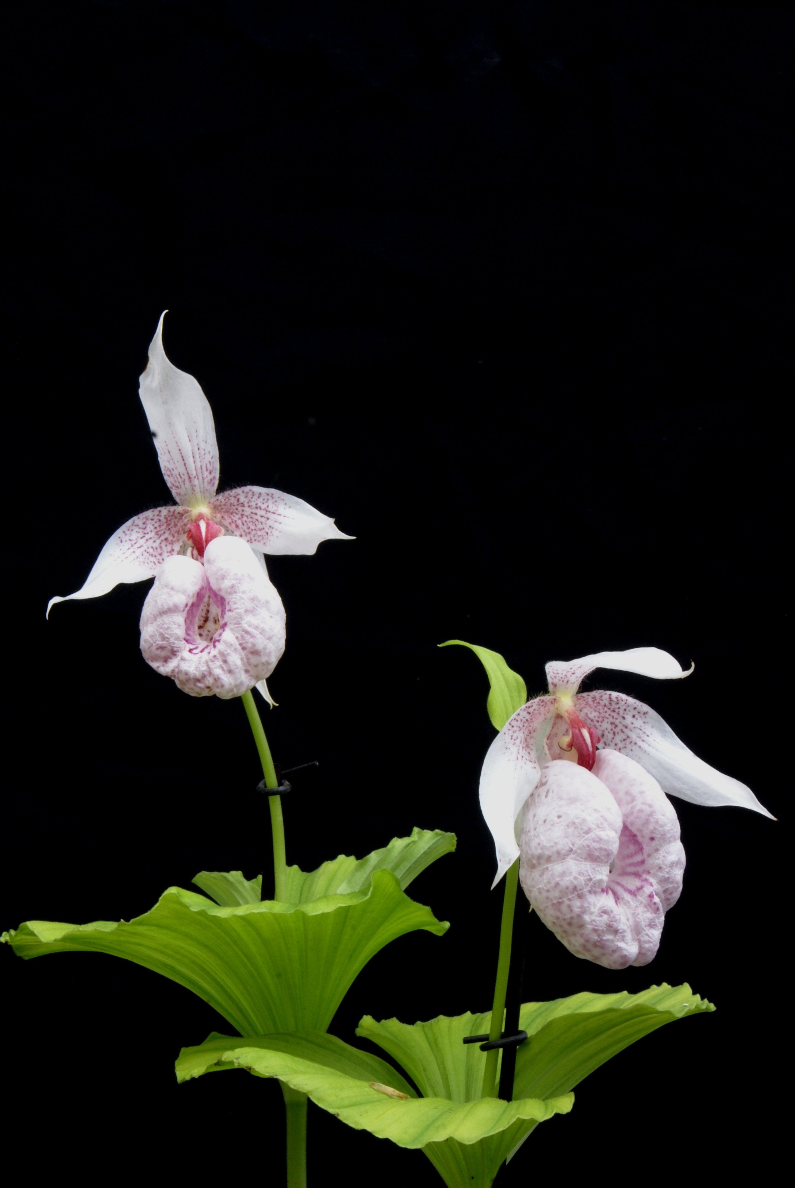 Cypripedium formosanum