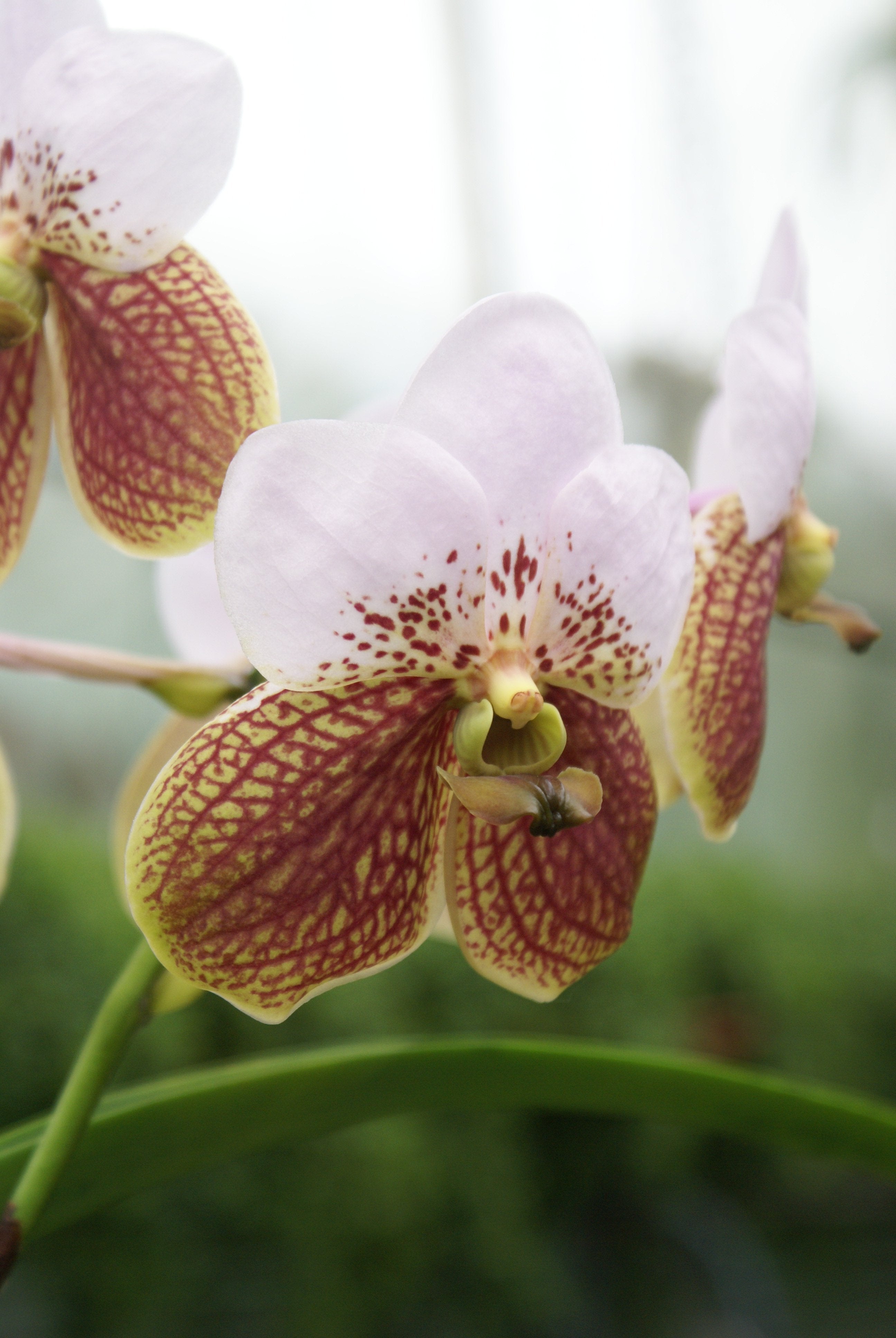 Vanda sanderiana (Big Plant)