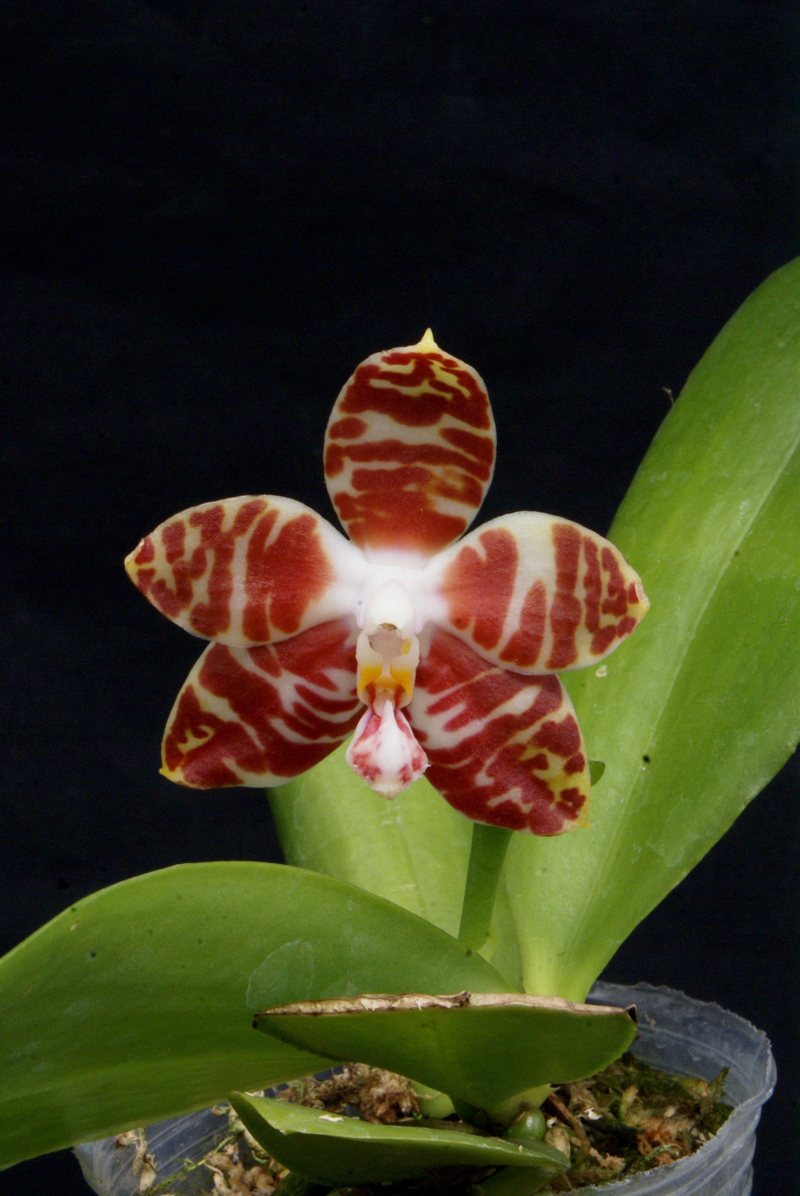 Phalaenopsis amboinensis