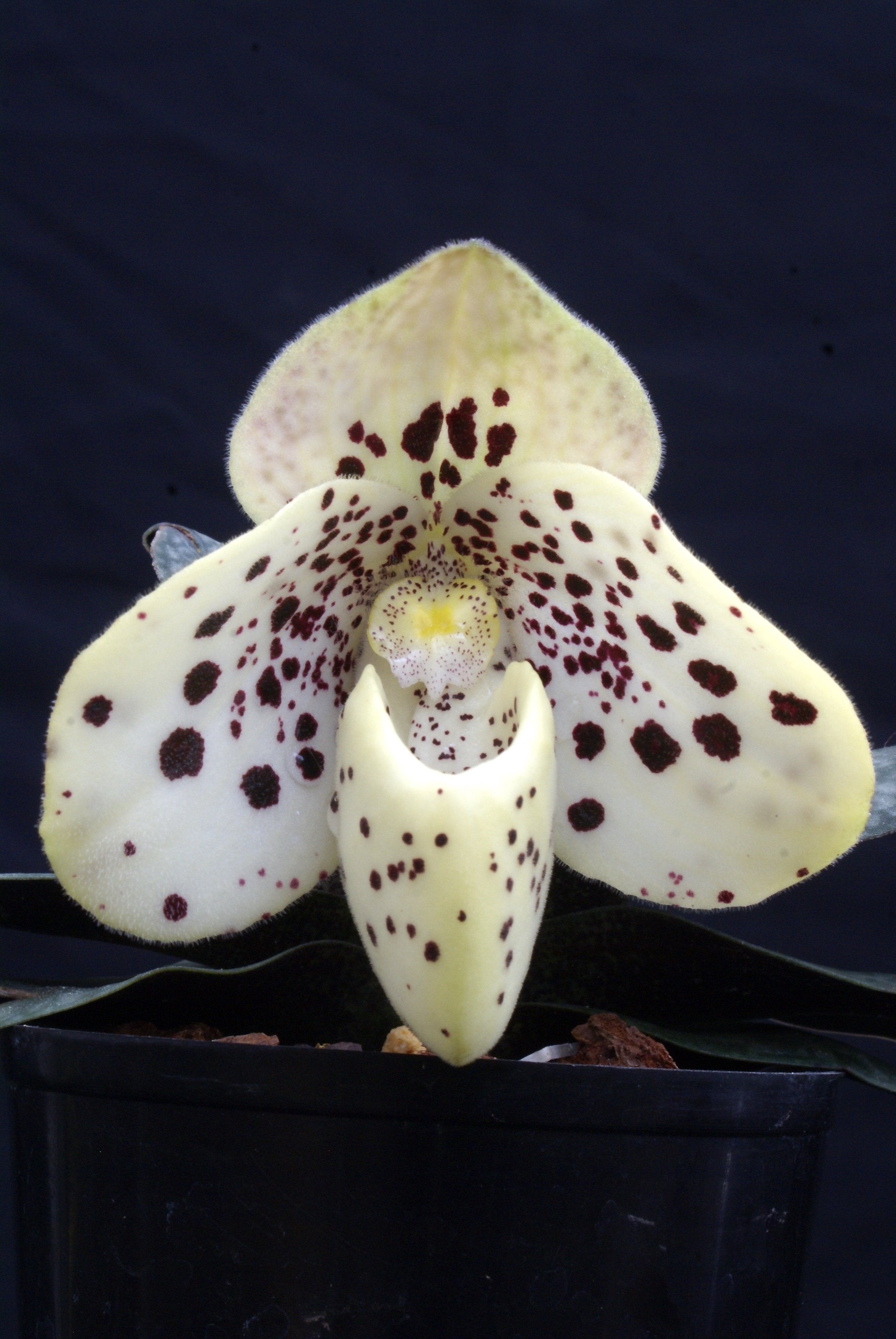 Paphiopedilum wenshanense