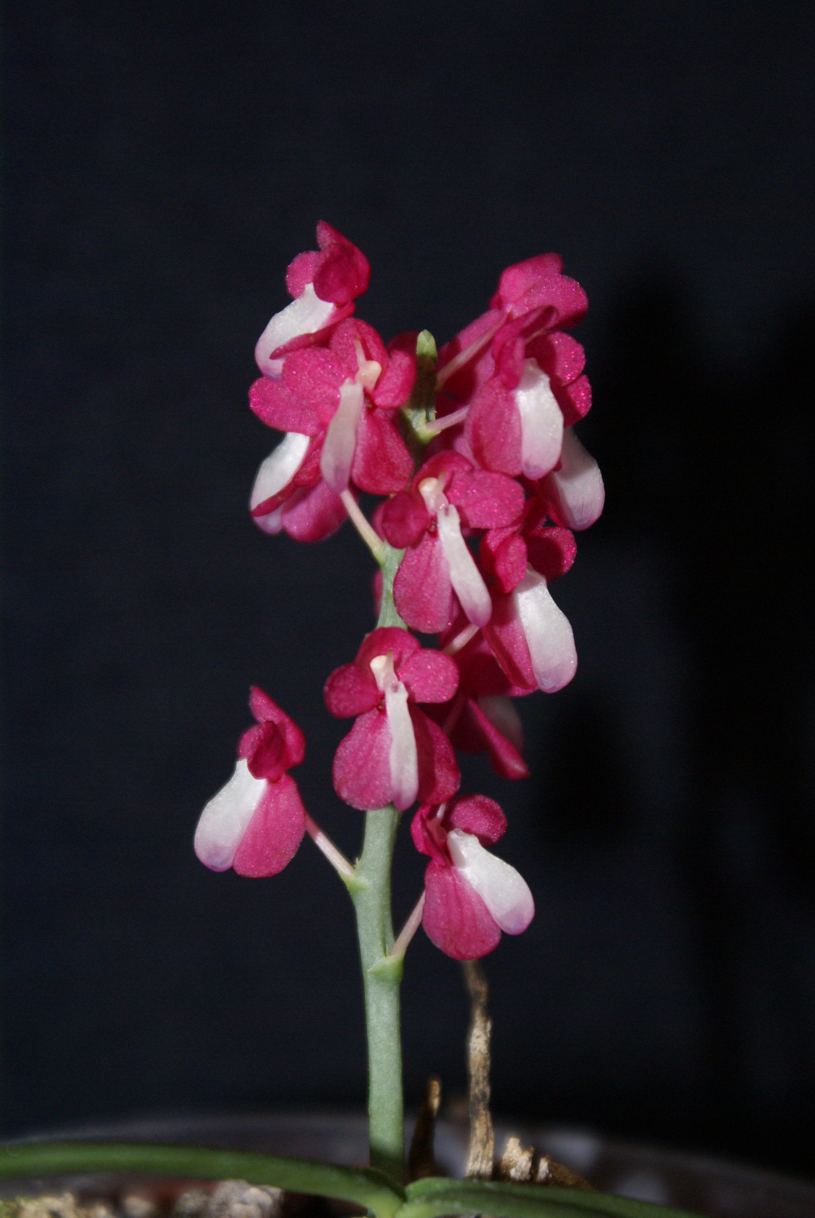 Dyakia hendersoniana