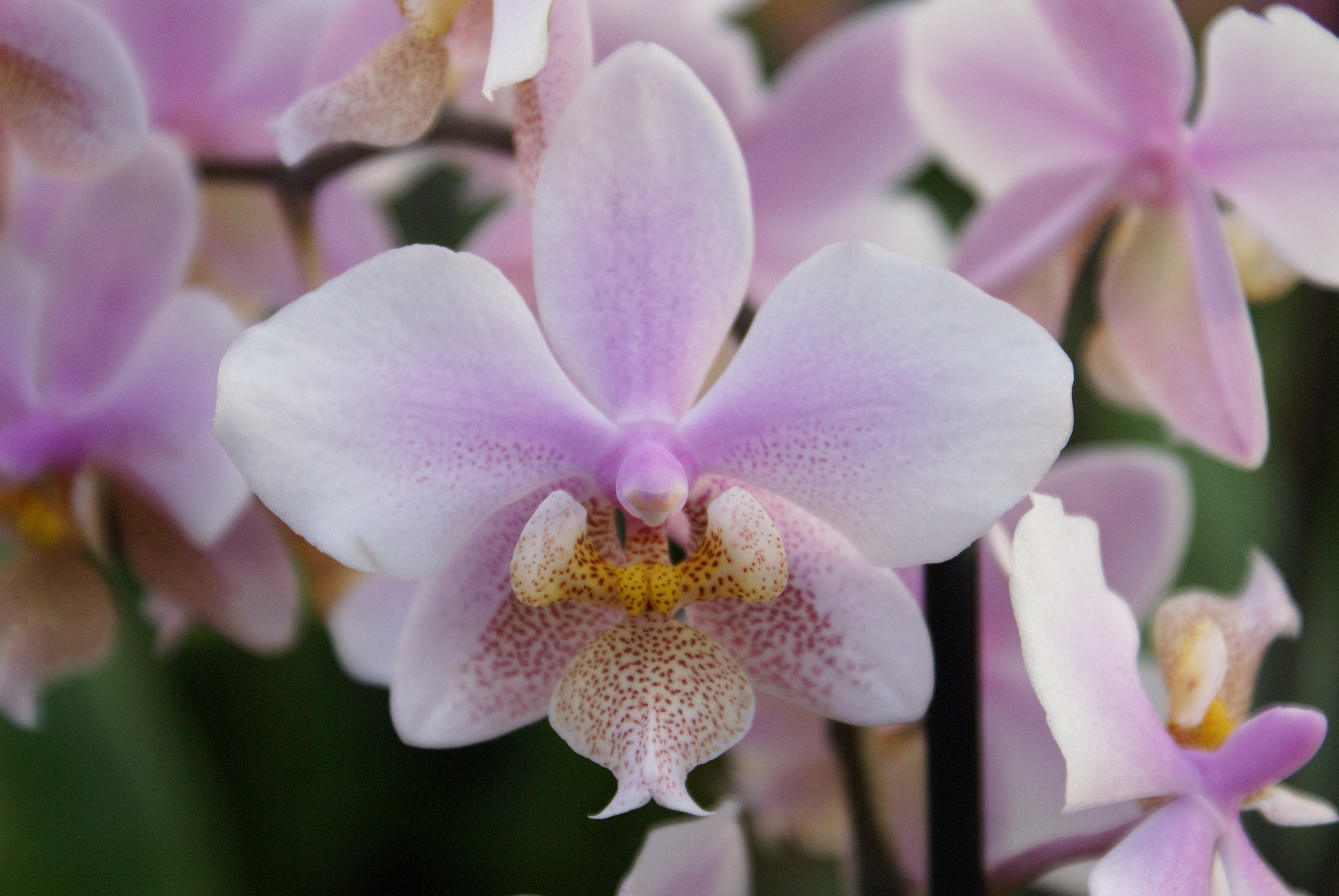 Phalaenopsis Philadelphia (stuartiana x schilleria)