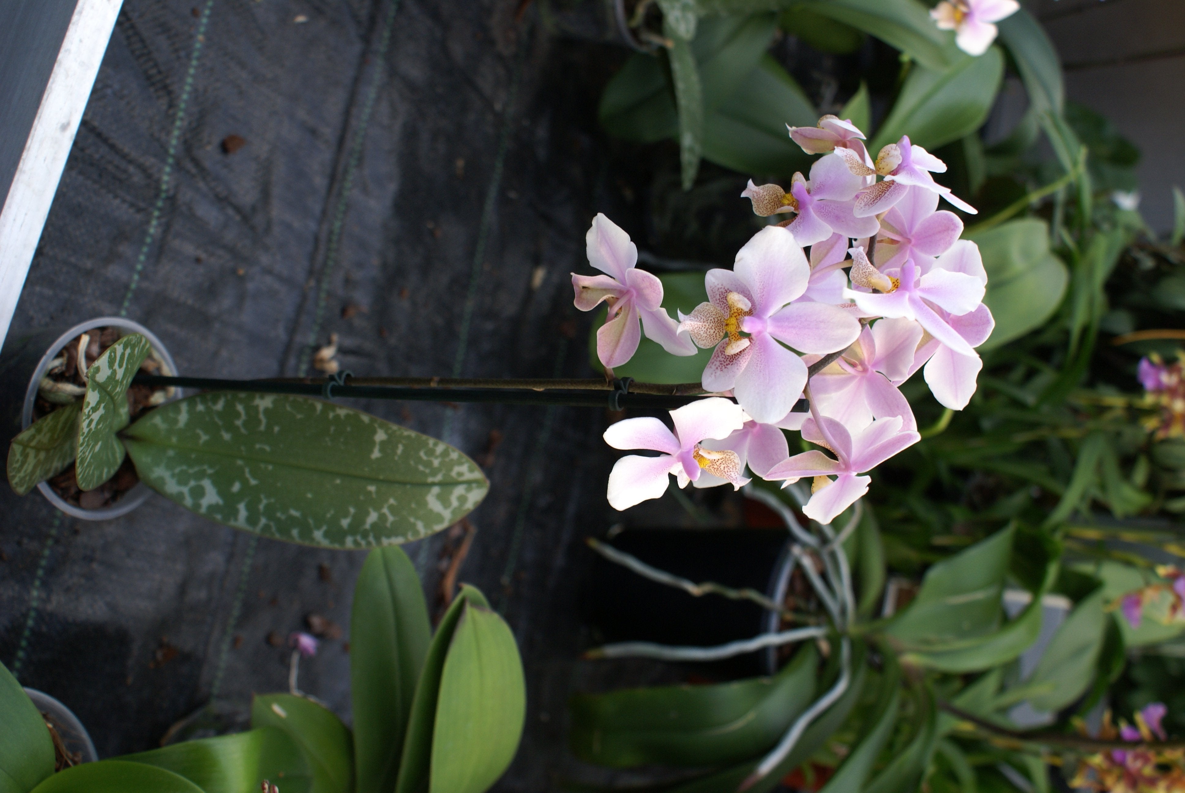 Phalaenopsis Philadelphia (stuartiana x schilleria)