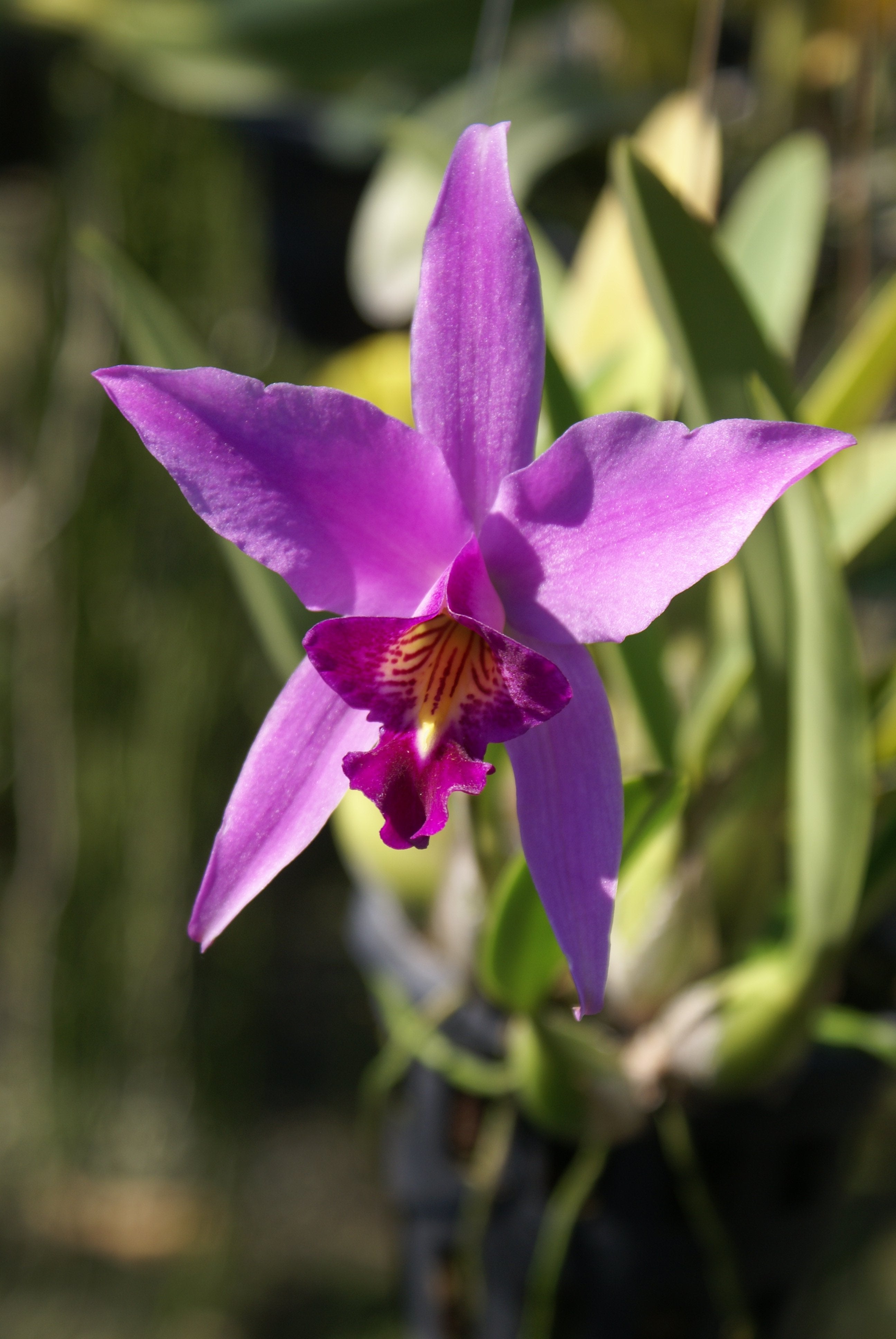 Laelia anceps "Big"