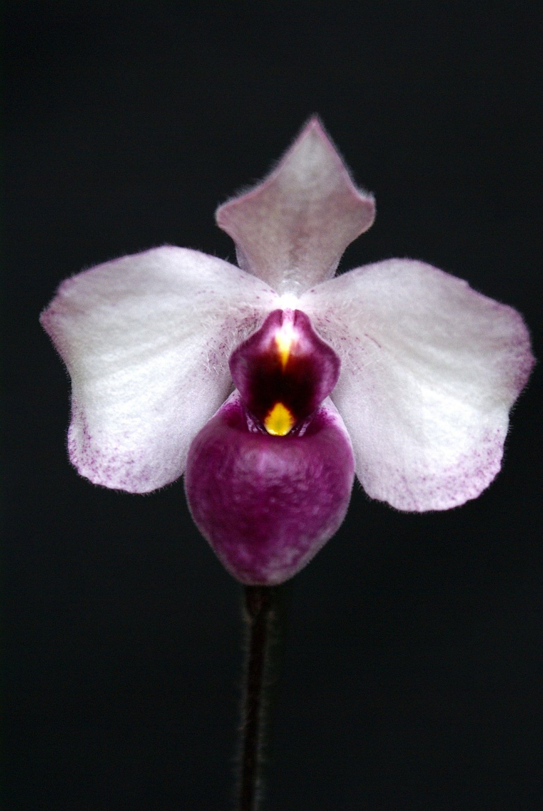 Paphiopedilum delenatii vinicolor