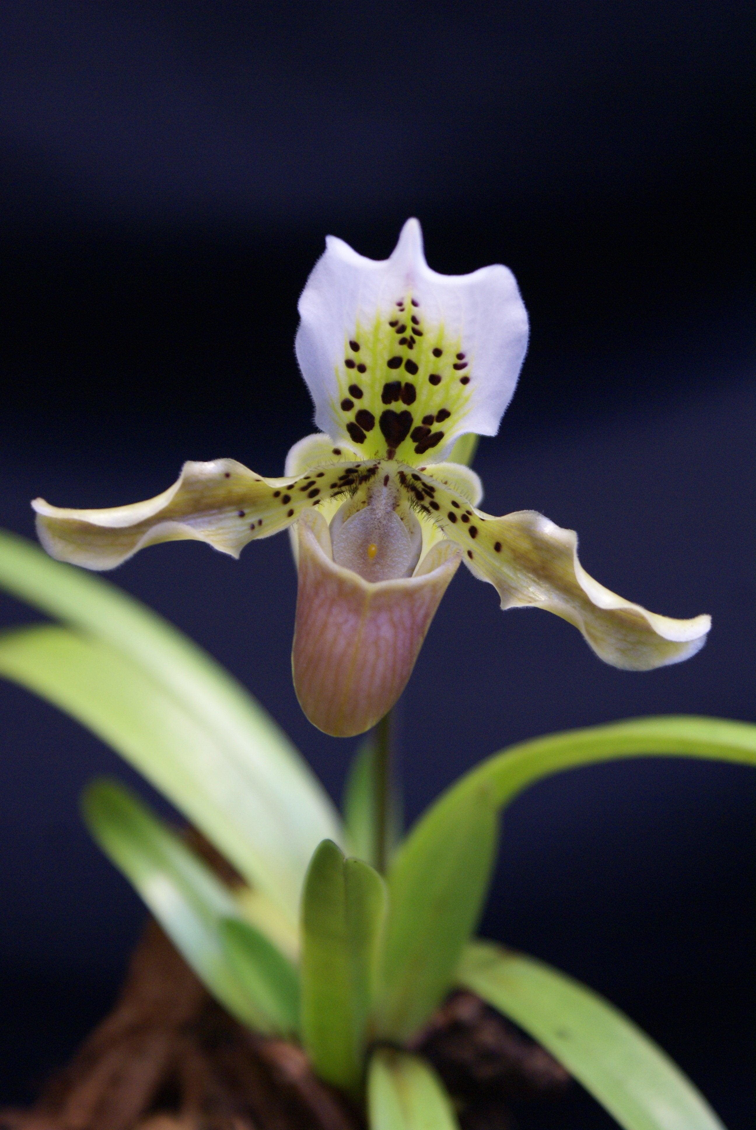 Paphiopedilum exul (Big Plant)