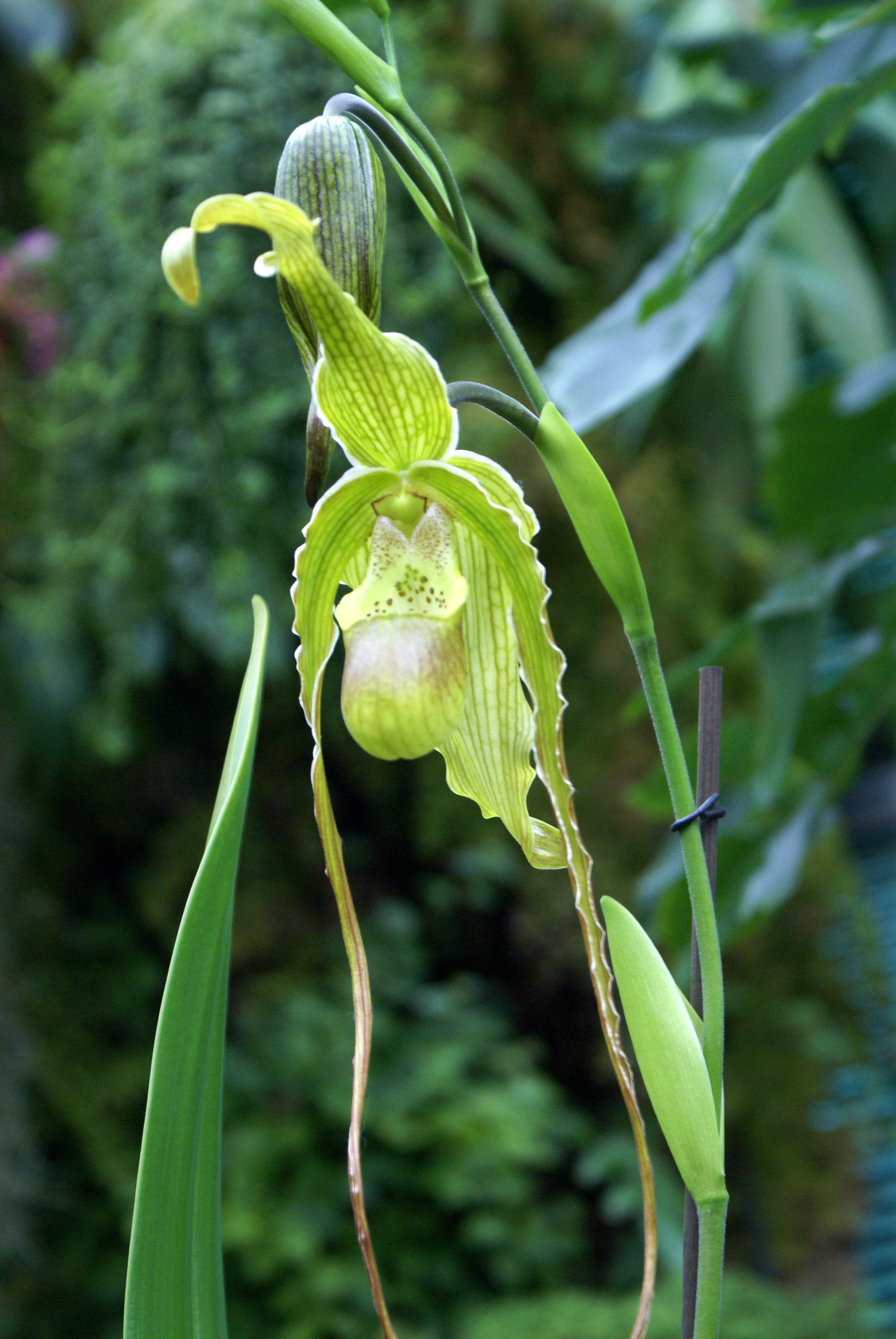 Phragmipedium caudatum x longifolium