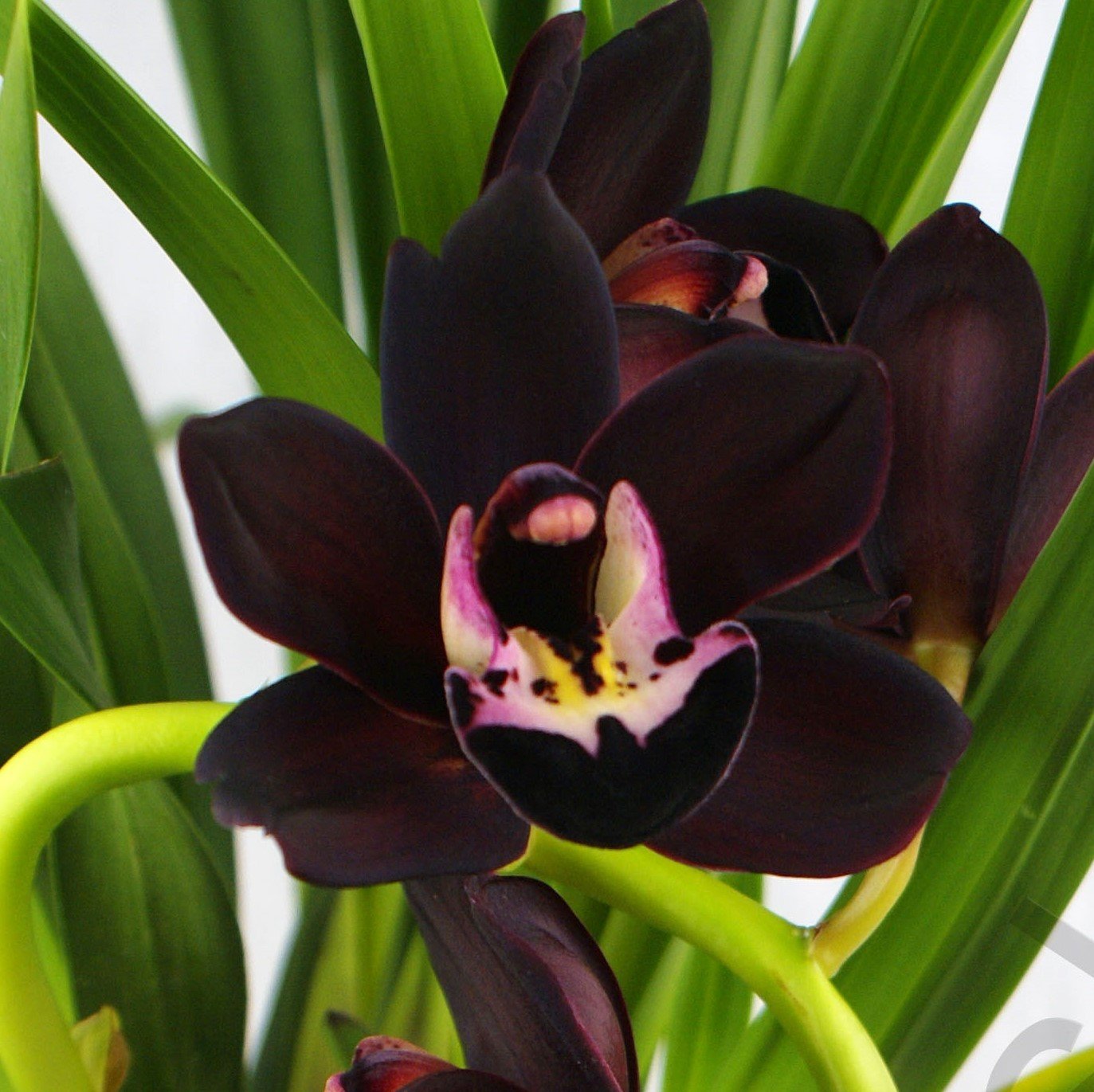 Cymbidium Kiwi Midnight "Geyserland"