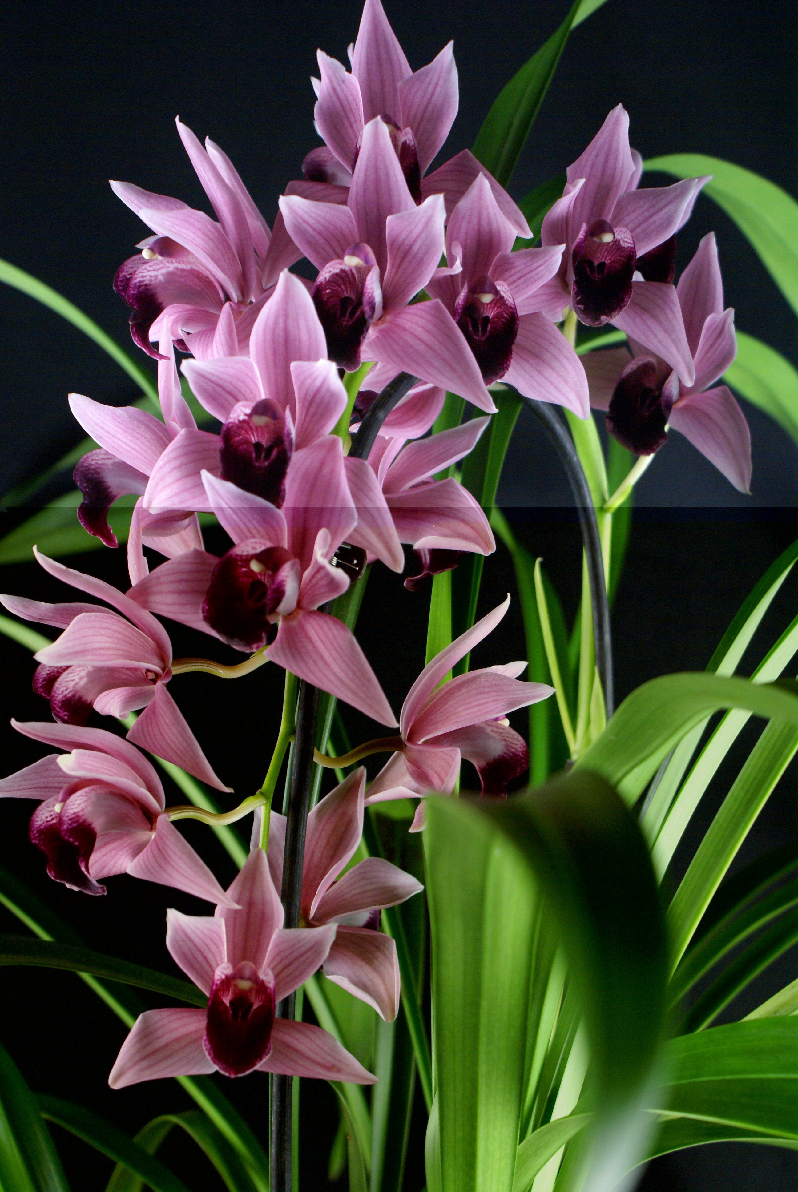 Cymbidium Devon Wine "Million Veil"