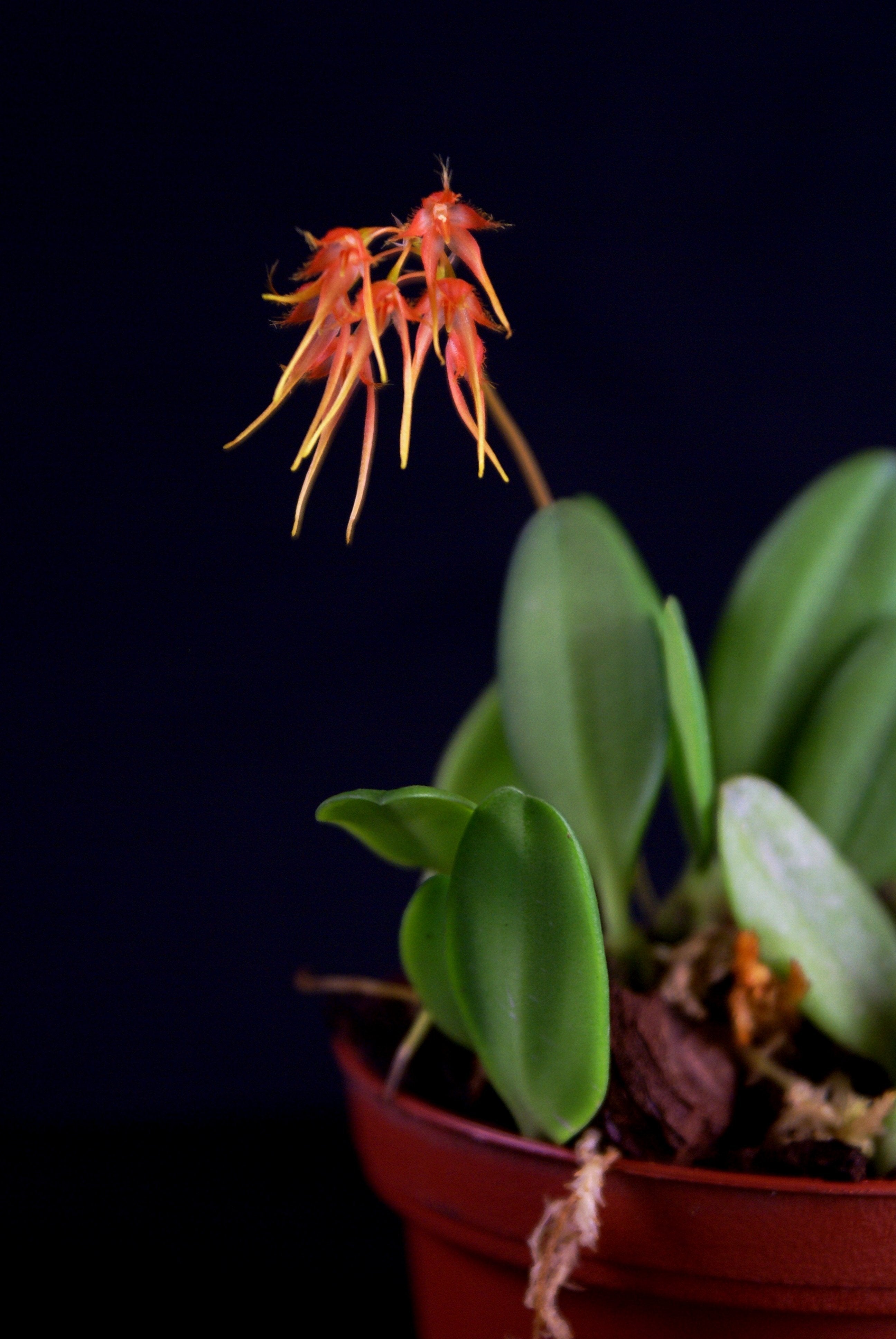 Bulbophyllum taiwanense