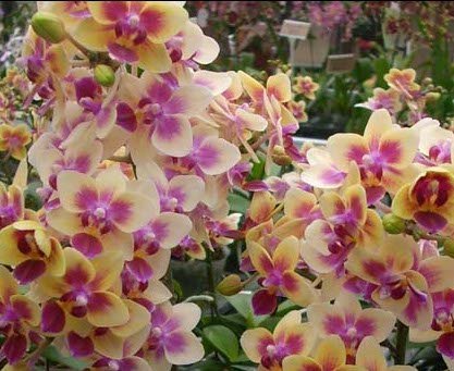 Phalaenopsis Sogo Gotris