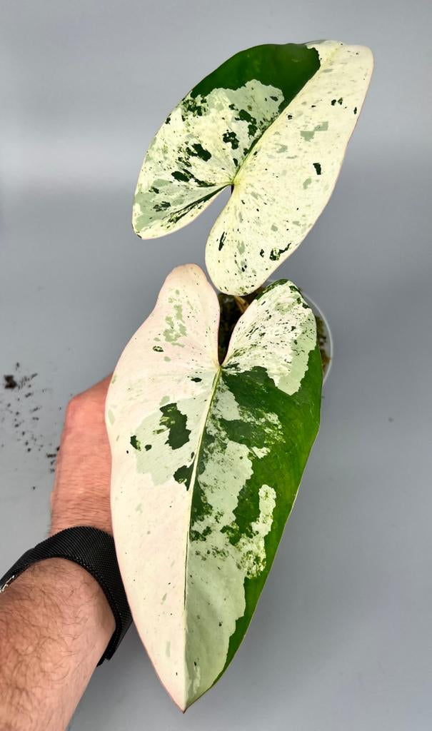 philodendron imbe ilsemanii variegata Philodendron ilsemanii (2 Leaves) Highly Variegated