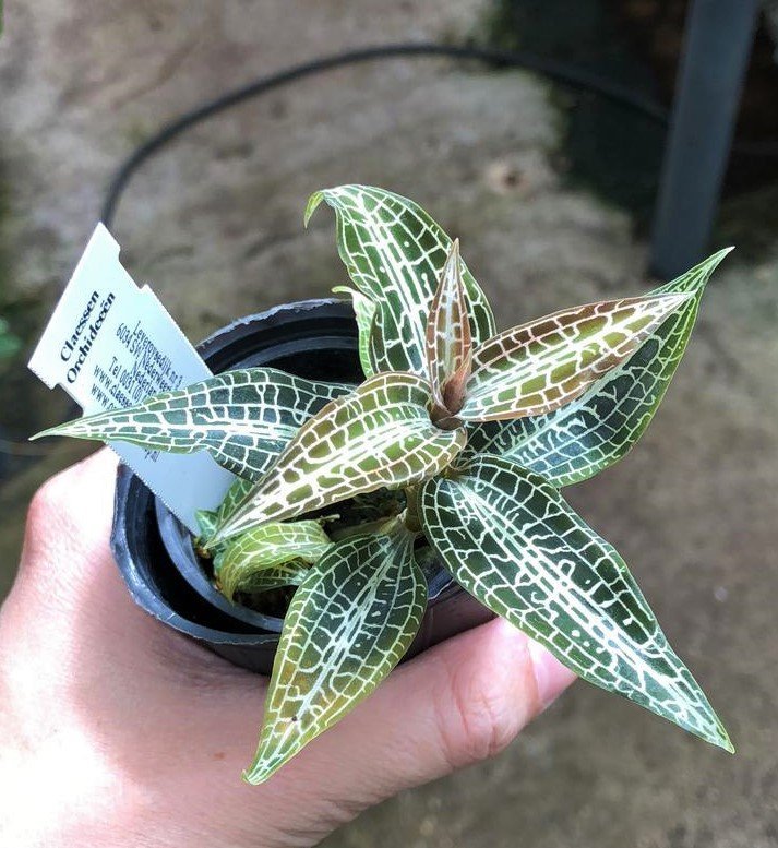 Goodyera hispida