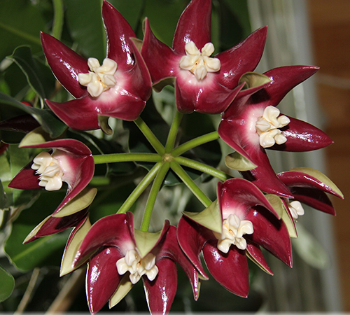 Hoya imperialis red