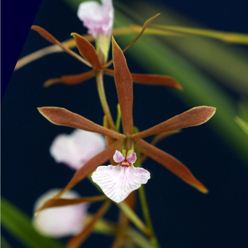 Encyclia bractescens