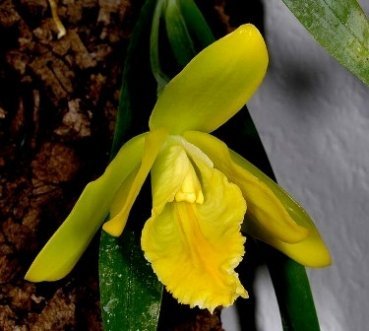Encyclia citrina (Euchile citrina)