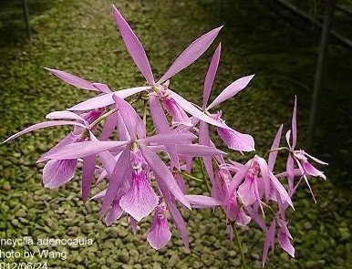 Encyclia adenocaula "nemoralis" (Big Plant)