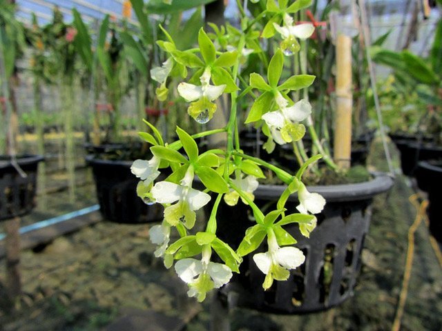 Epidendrum stamfordianum "alba"