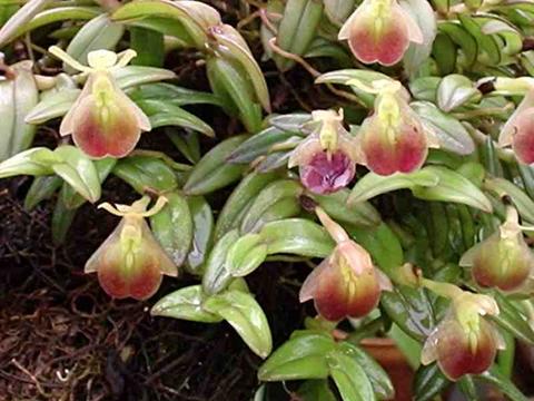 Epidendrum porpax "Big"