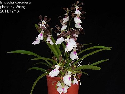 Encyclia cordigera semi alba