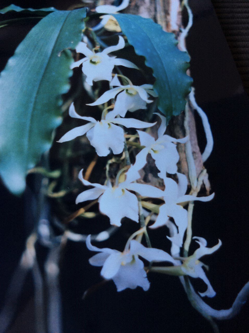 Eurychone rothschildiana