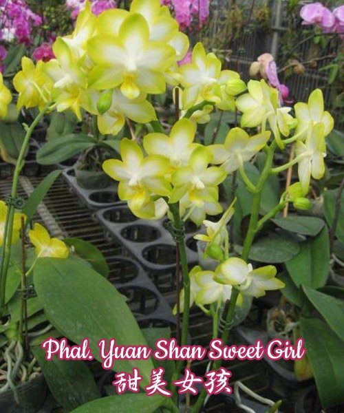 Phalaenopsis Yuan Shan Sweet Girl