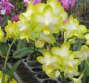 Phalaenopsis Yuan Shan Sweet Girl