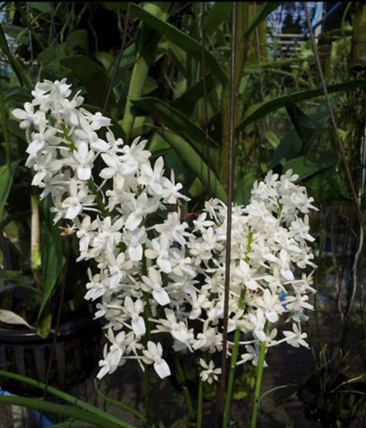 Seidenfadenia mitrata var. alba