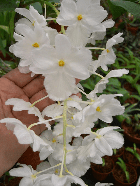 Dendrobium farmeri alba sp. Vietnam "Groß pflanze"