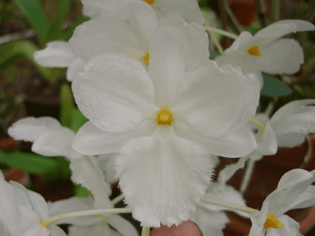 Dendrobium farmeri fma. petaloid album 'Hsinying , GM/JOGA, CHE/AOS , Limited '