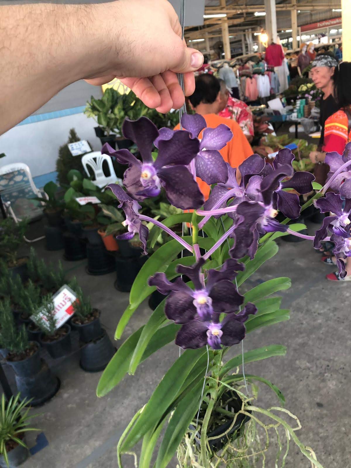 Vanda Pakchong Blue x Vanda tessellata