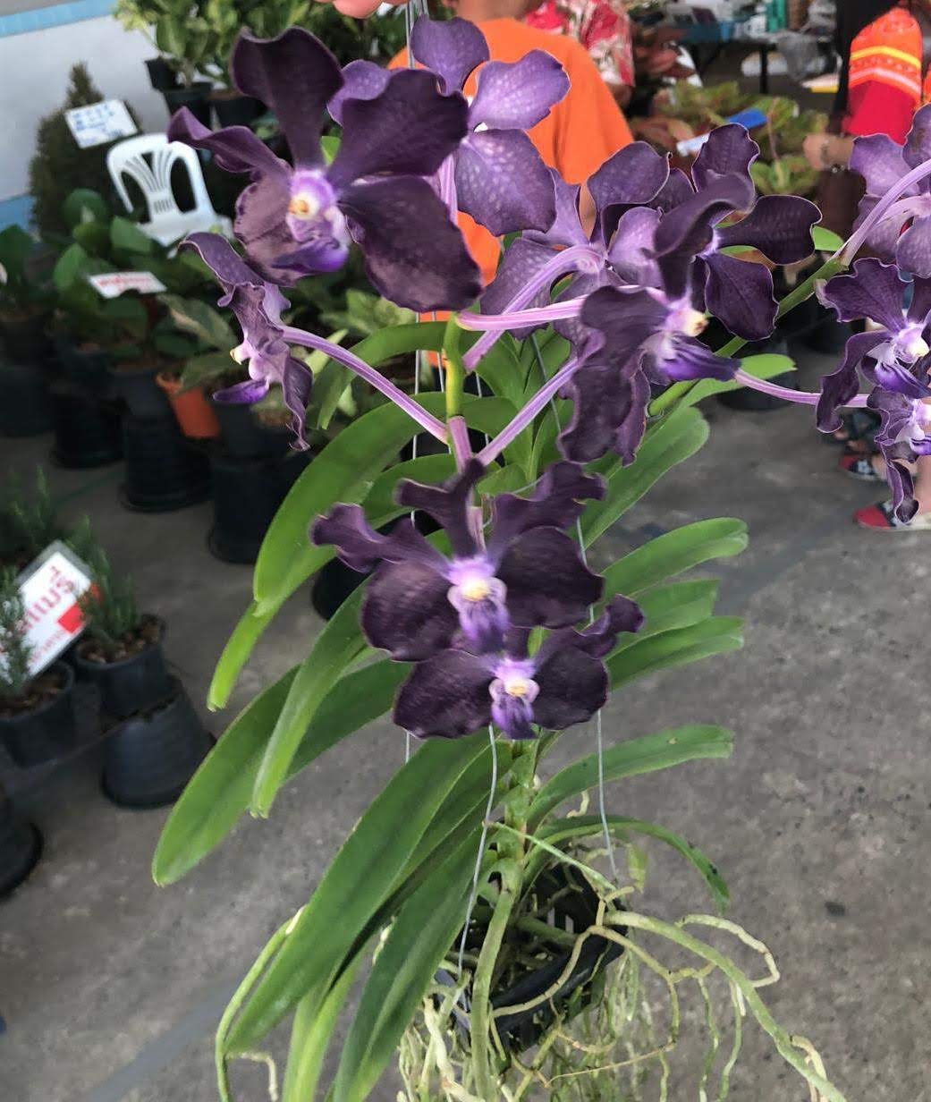 Vanda Pakchong Blue x Vanda tessellata