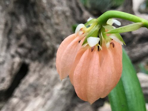 Bulbophyllum salmoneum