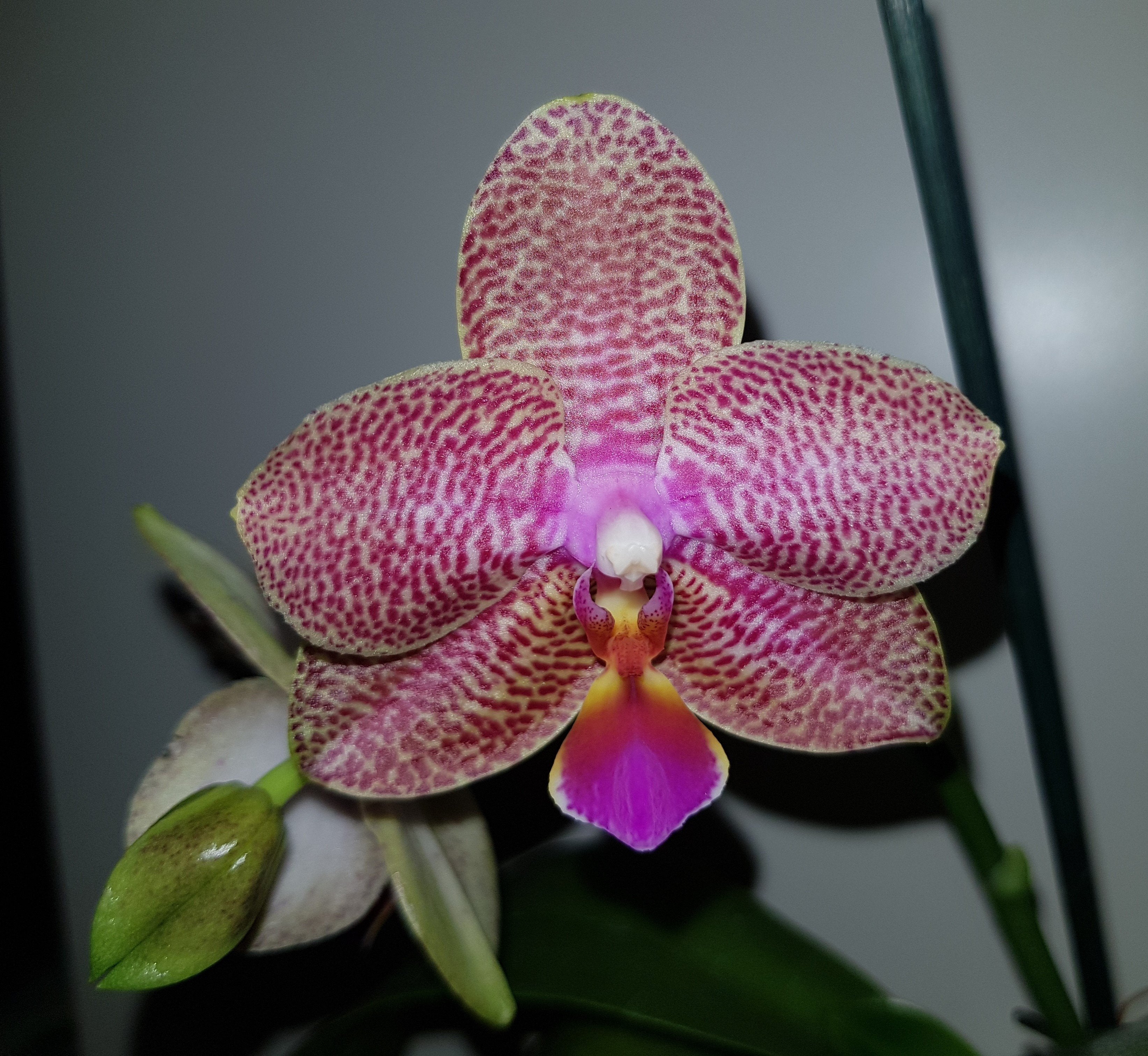 Phalaenopsis Joy Fairy Tale "Freude"