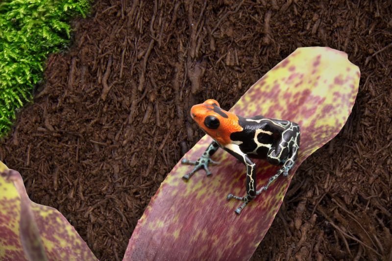 Platten aus weichem Baumfarn (50 x 20 x 1,5 cm)