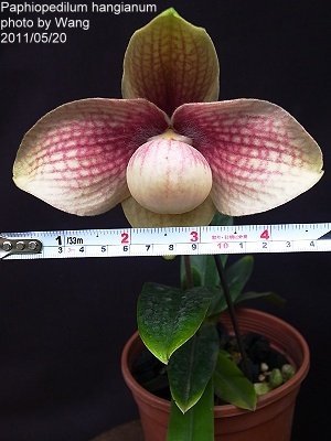 Paphiopedilum hangianum "Red"