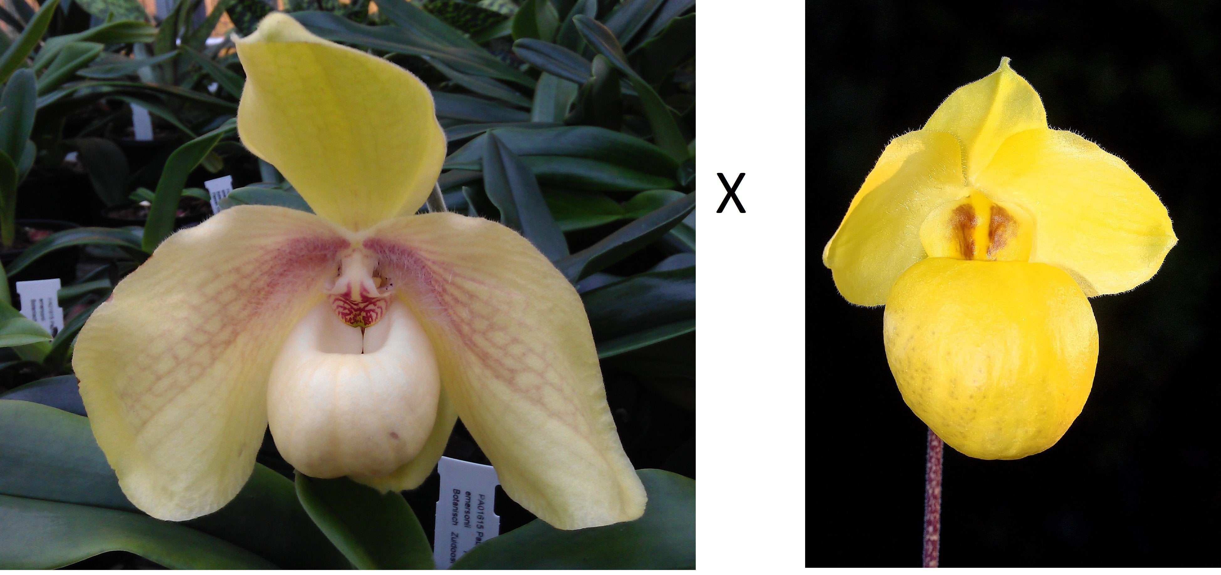 Paphiopedilum armeniacum x Paph. hangianum