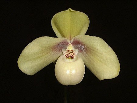 Paphiopedilum hangianum "Select" Big