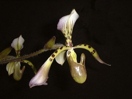 Paphiopedilum haynaldianum var. laurae