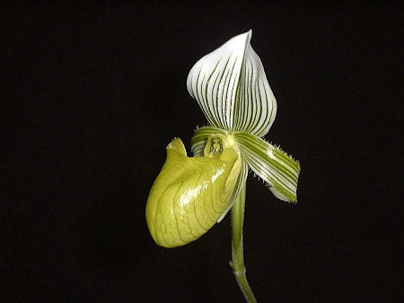 Paphiopedilum hennisianum album