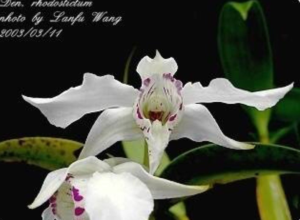 Dendrobium rhodostictum