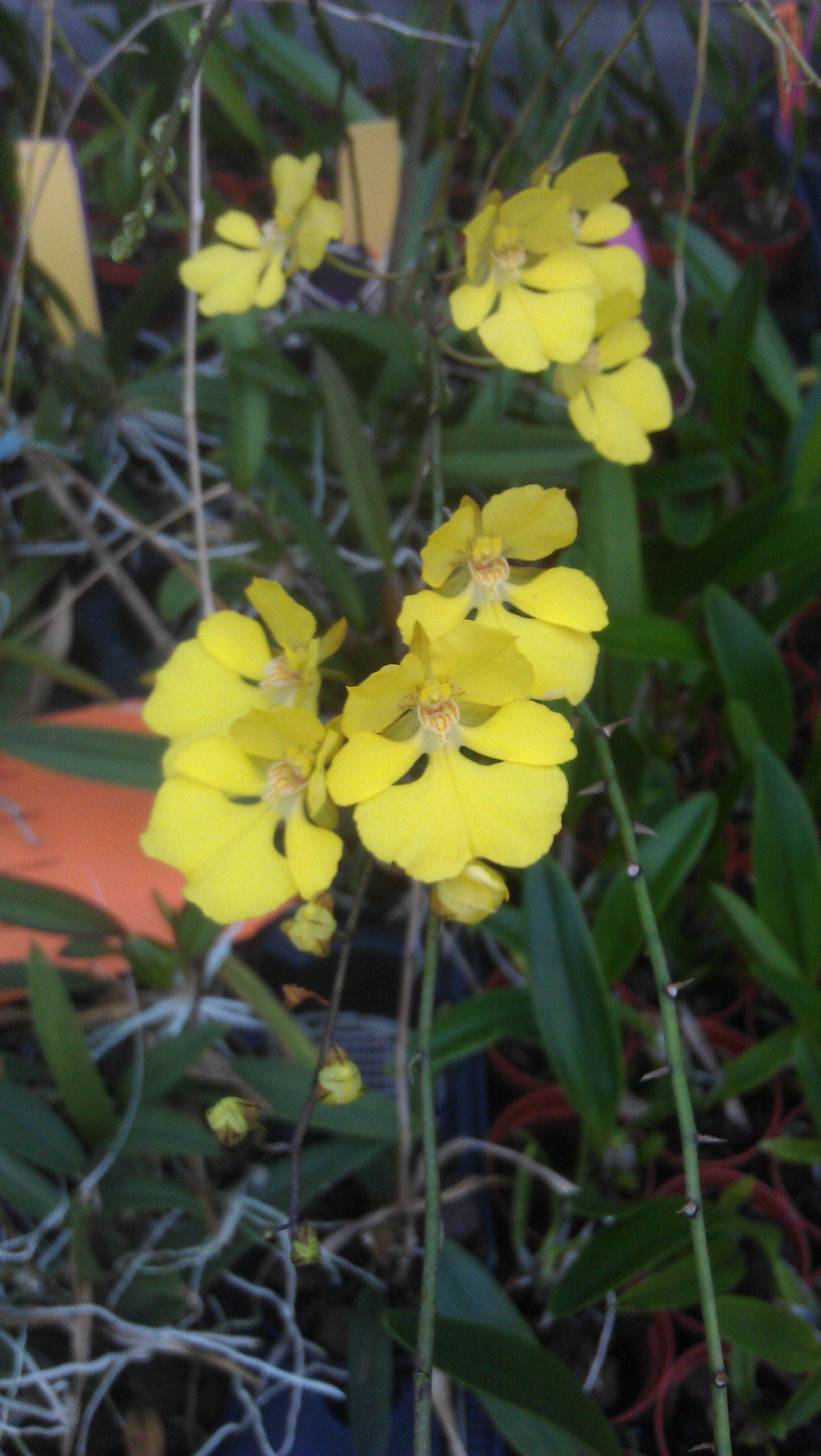 Oncidium onustum "Groß pflanze"