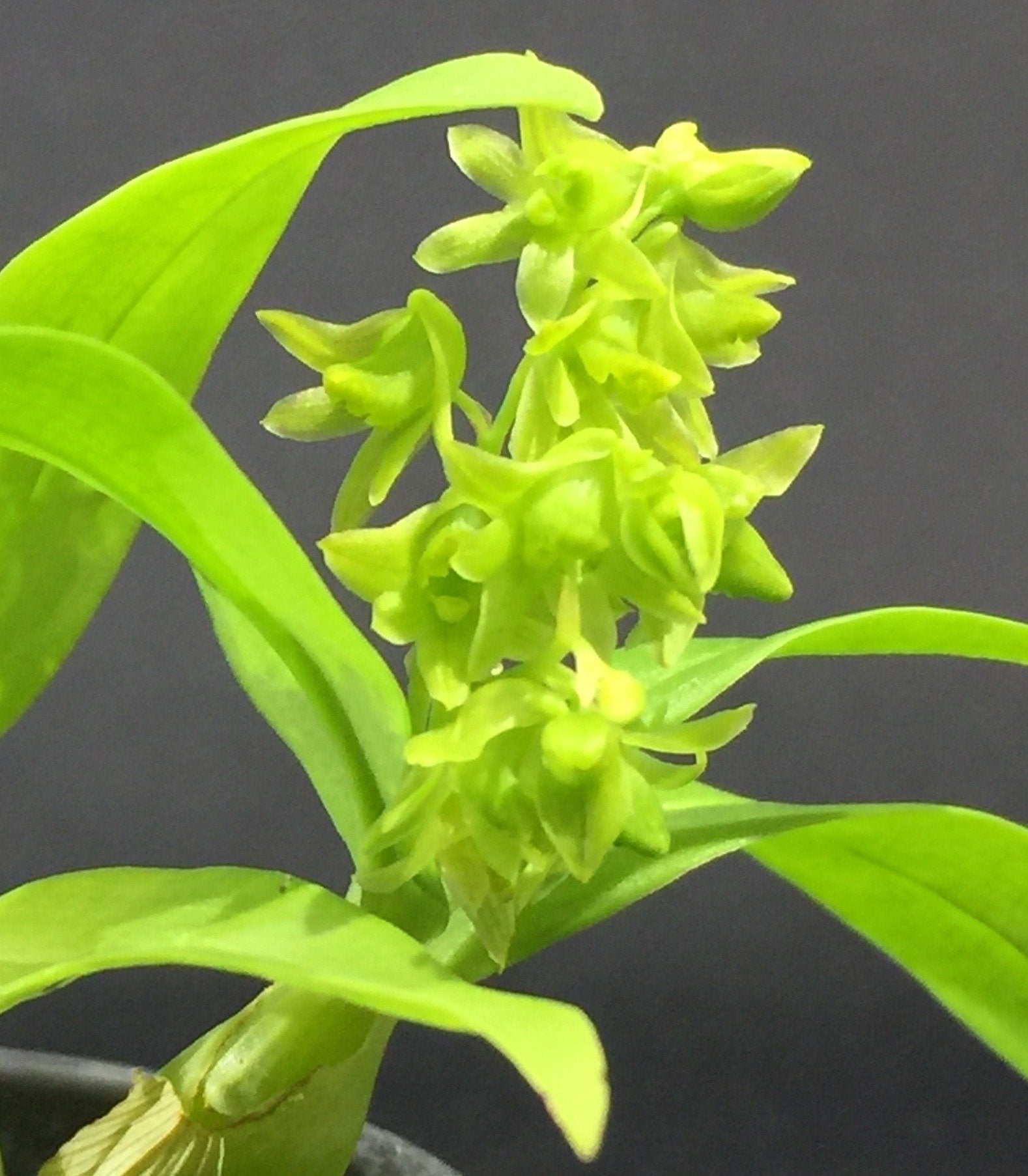 Dendrobium minutiflorum