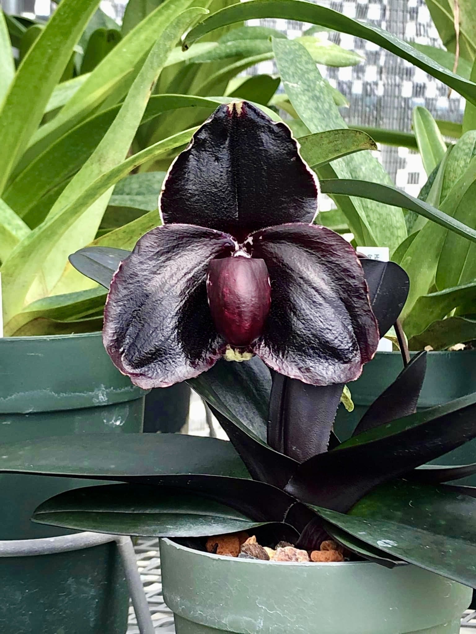 Paphiopedilum leucochilum (''Black'' x Dark 1#) Small