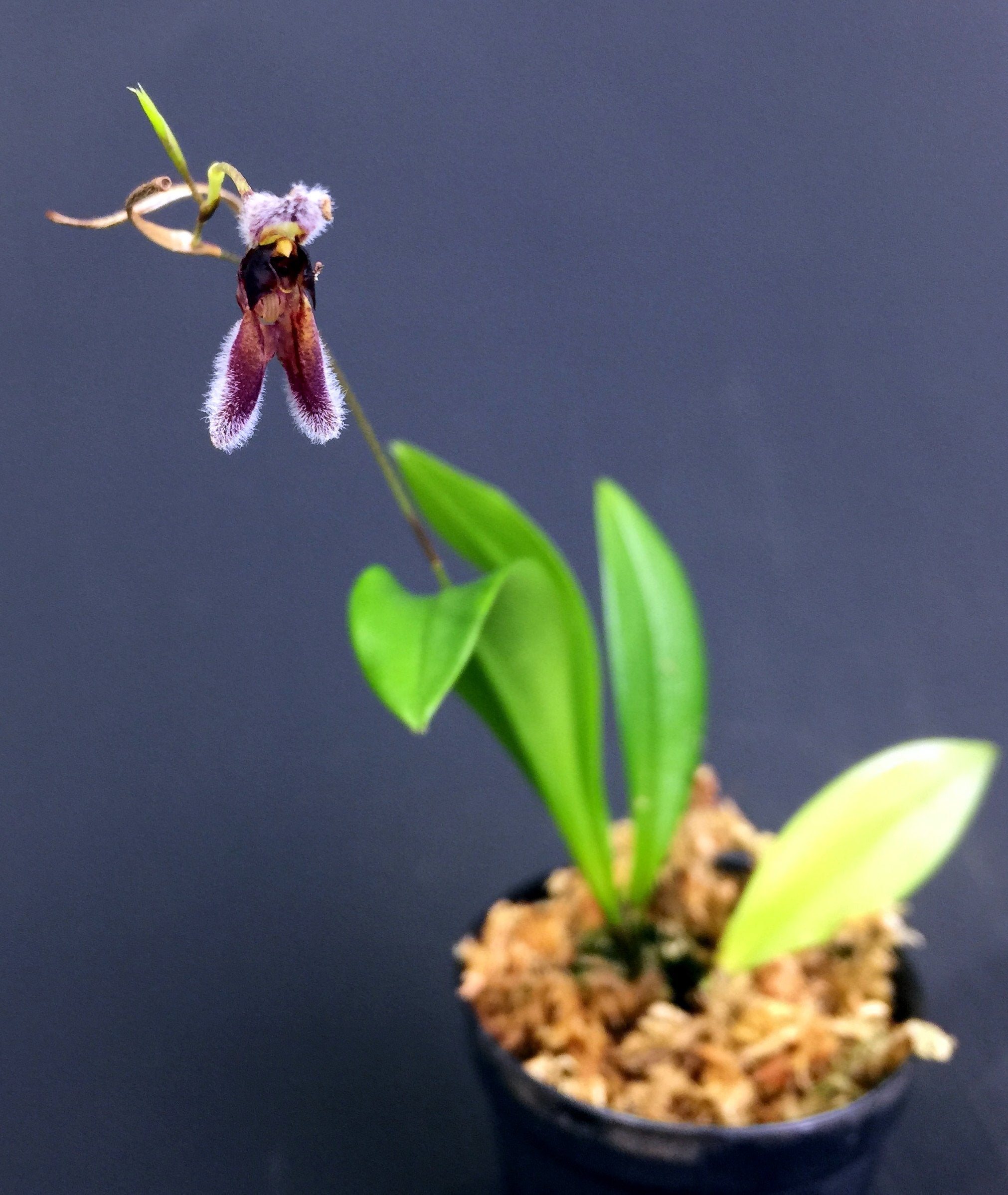 Condylago (Stelis) rodrigoi