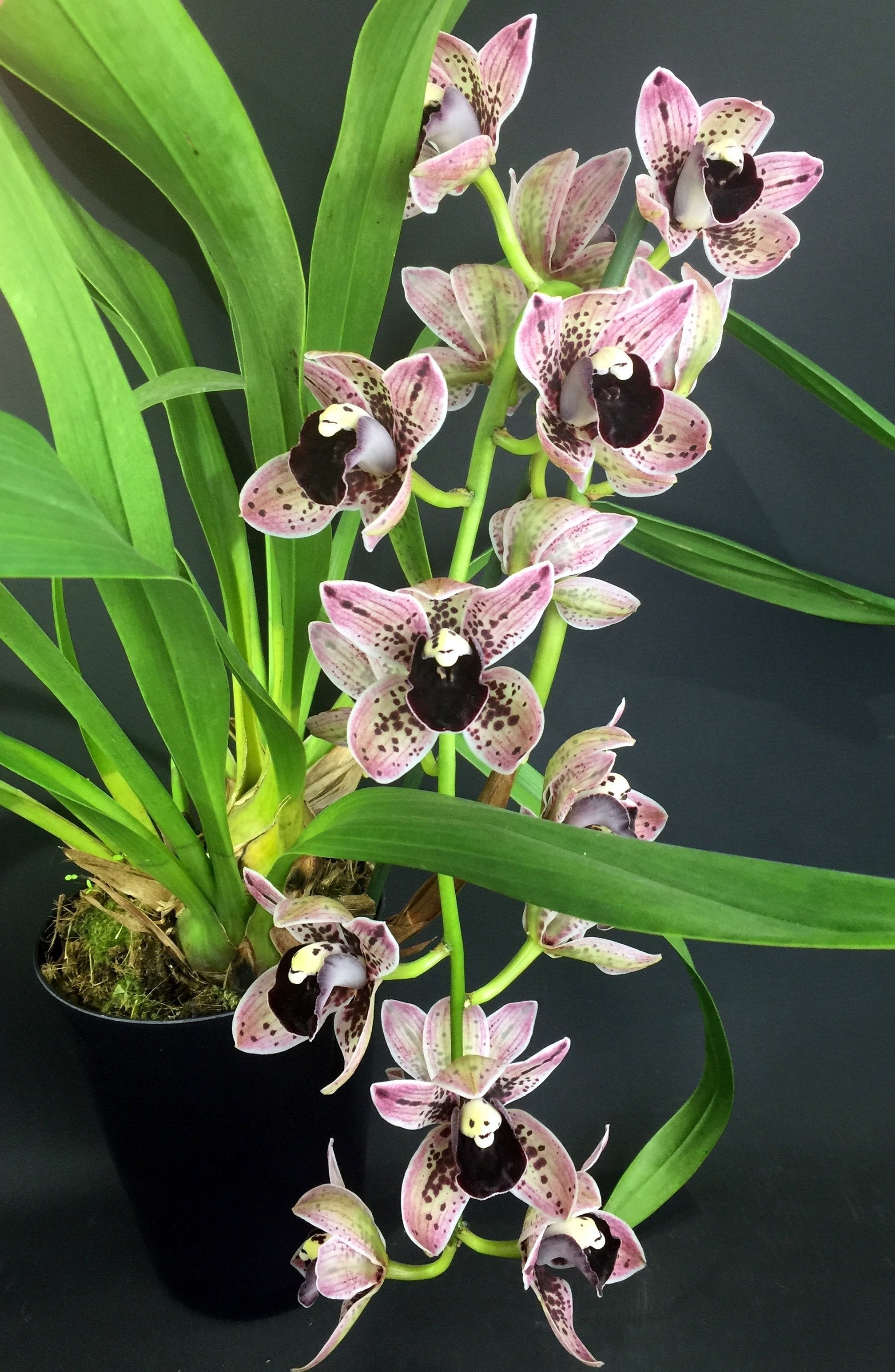 Cymbidium Magic Devon